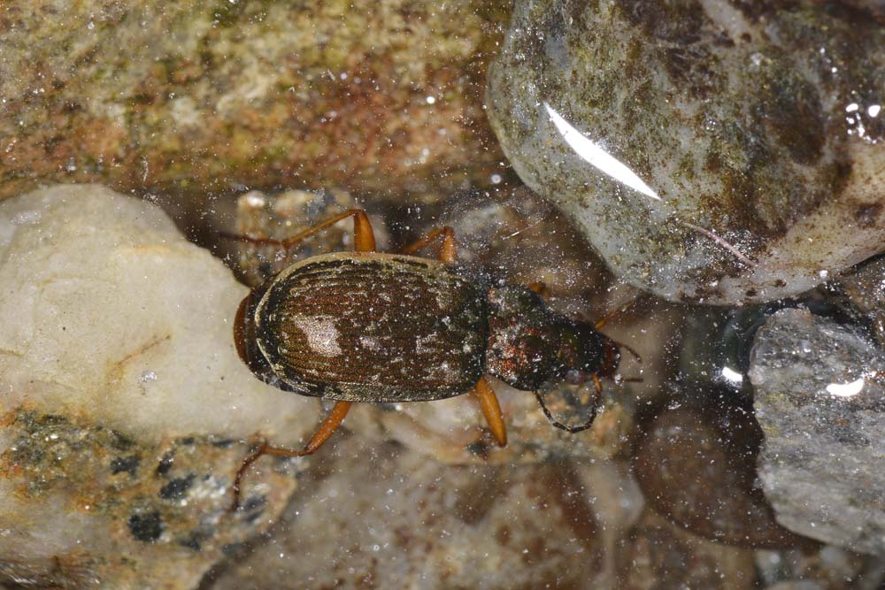 Chlaeniellus nitidulus subacqueo